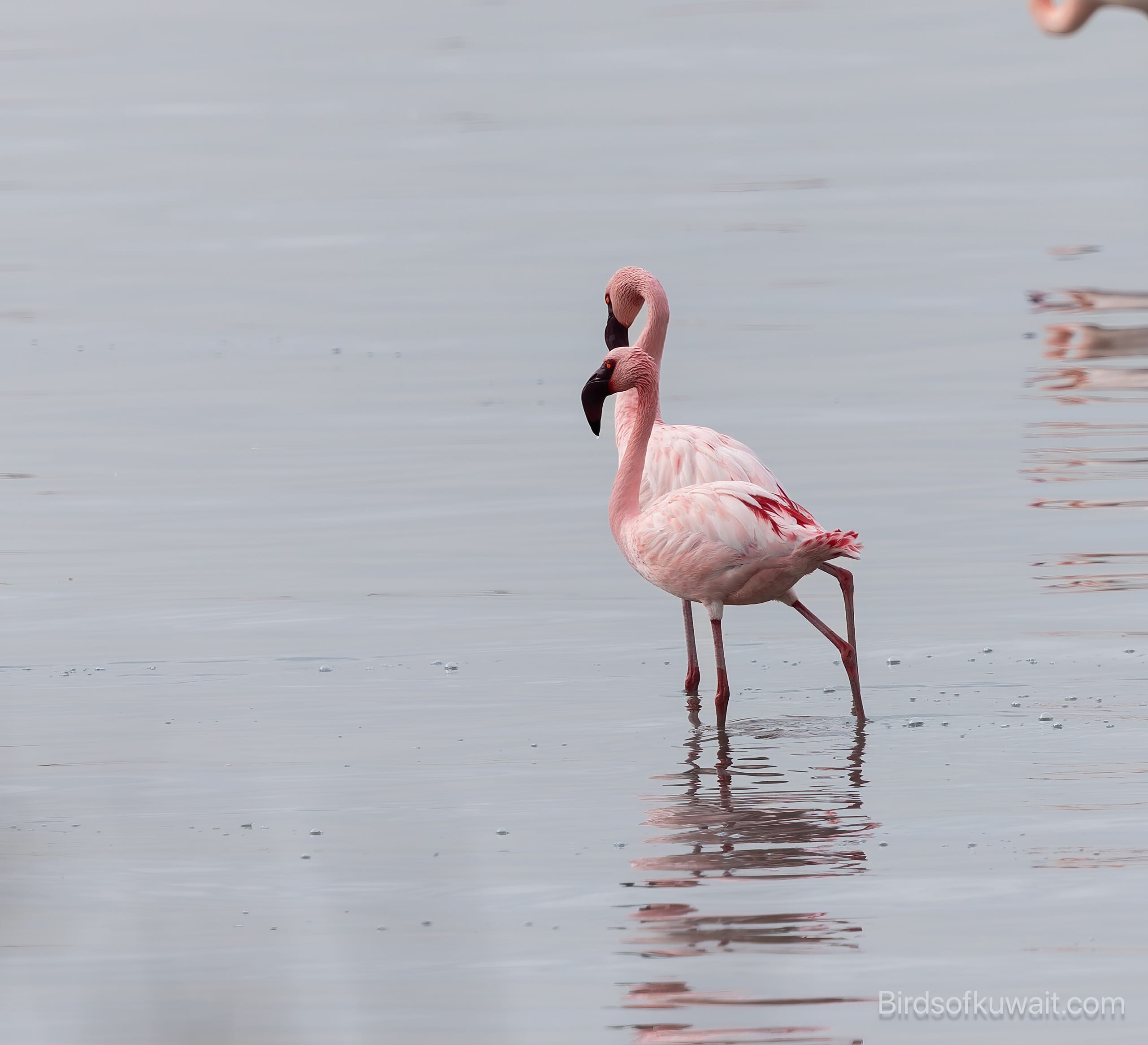 Lesser Flamingo Phoeniconaias minor