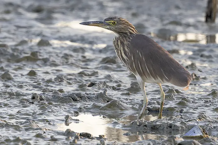 Indian Pond Heron Ardeola grayii