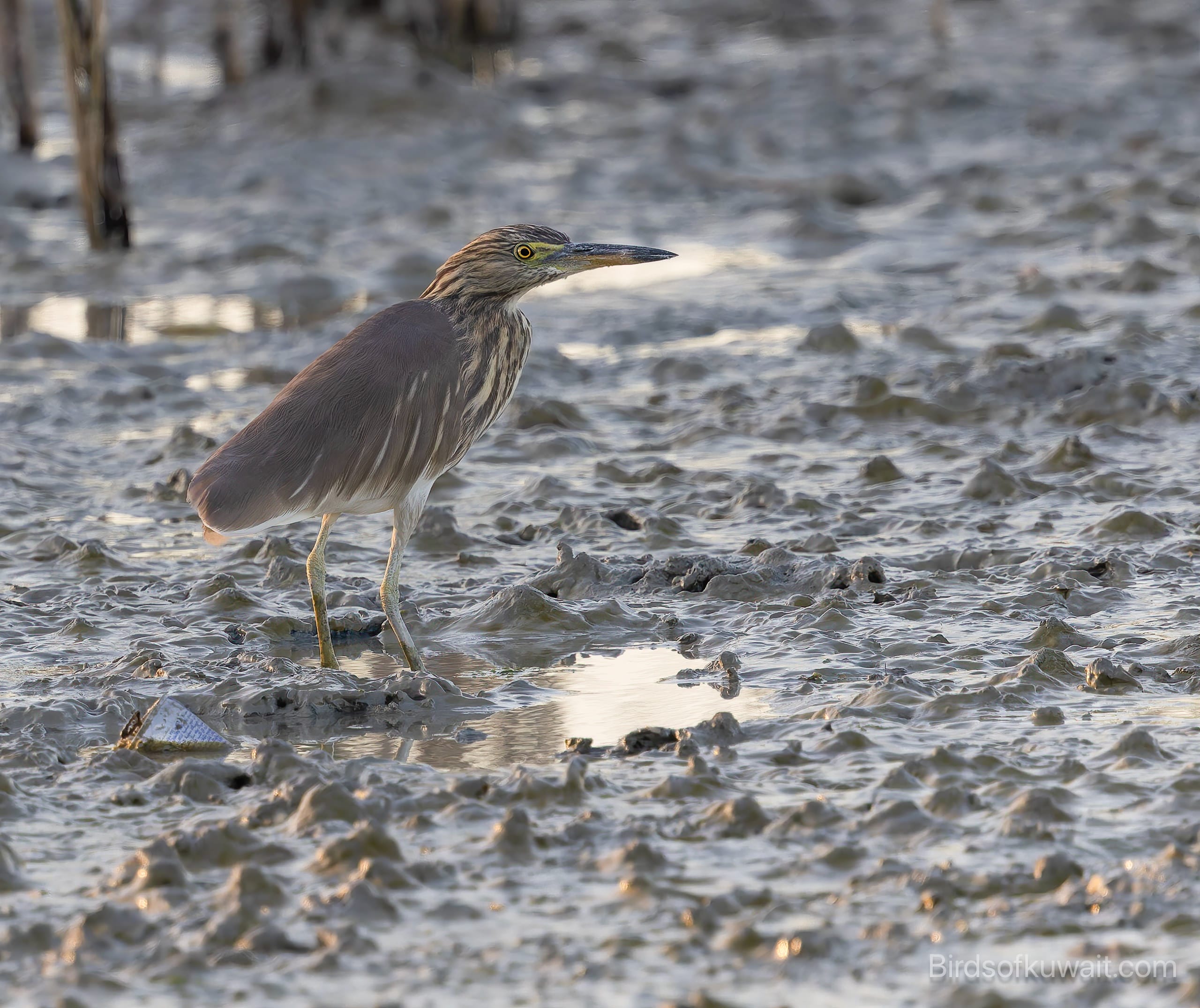Indian Pond Heron Ardeola grayii 