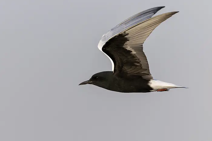 White-winged Tern Chlidonias leucopterus
