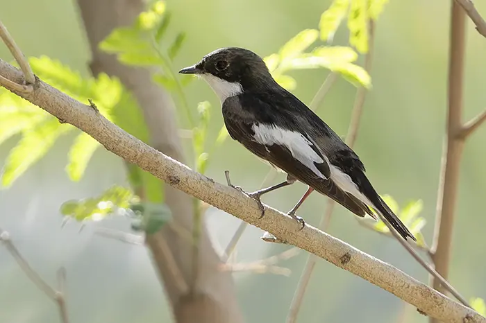 European Pied Flycatcher Ficedula hypoleuca