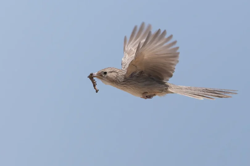 Afghan-Babbler-Argya-hutton-20250409-SIR_9480.jpg