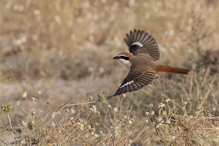 Turkestan Shrike Lanius phoenicuroides