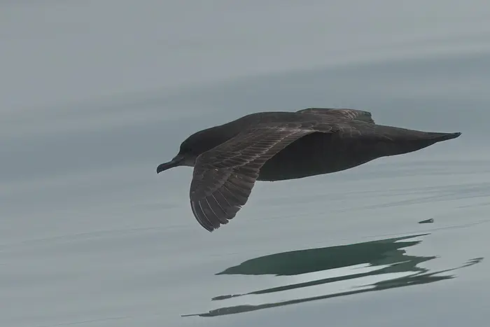 Short-tailed Shearwater Ardenna tenuirostris