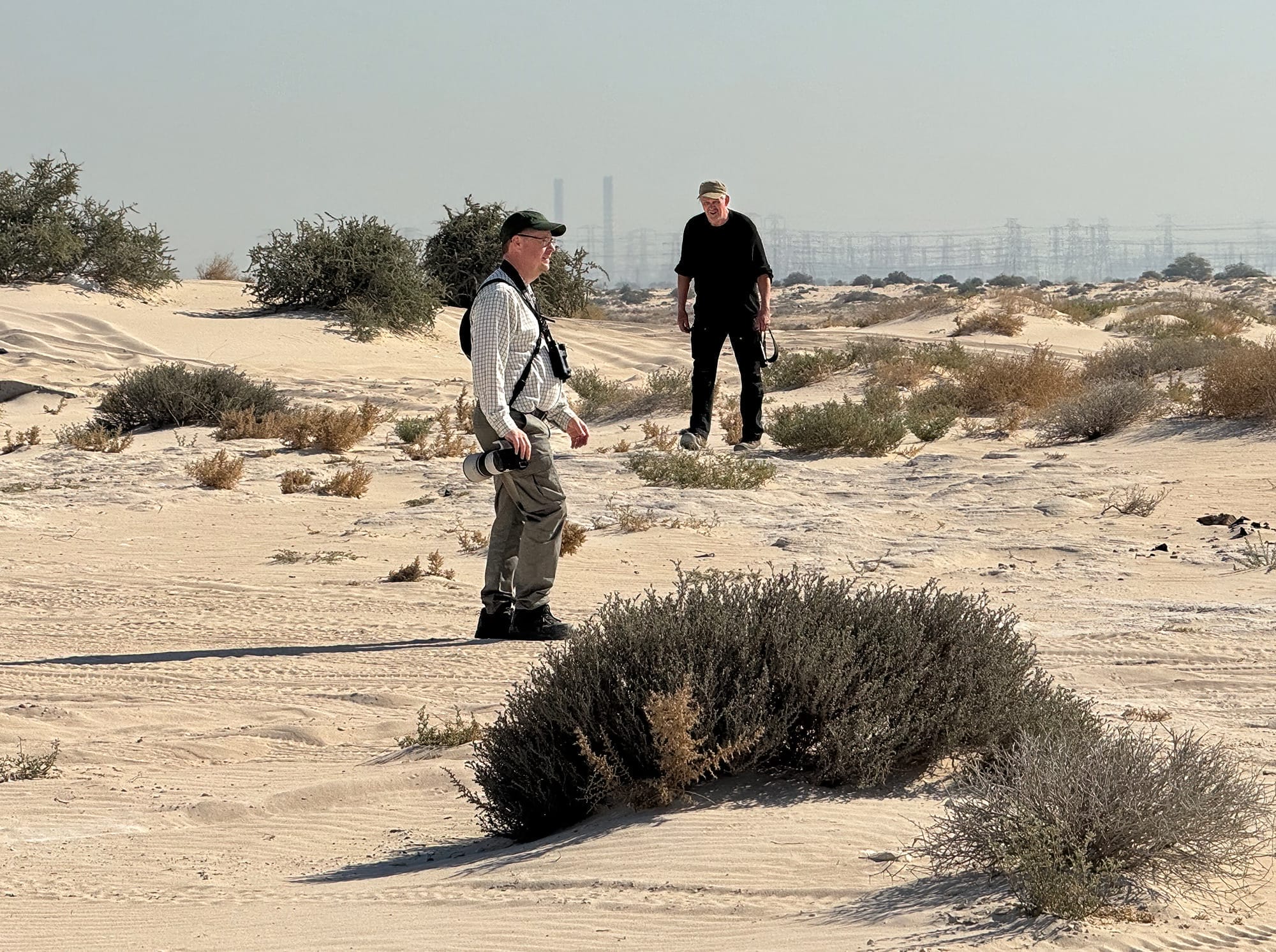 Kuwait Winter Birding Tour 3-11 January 2025