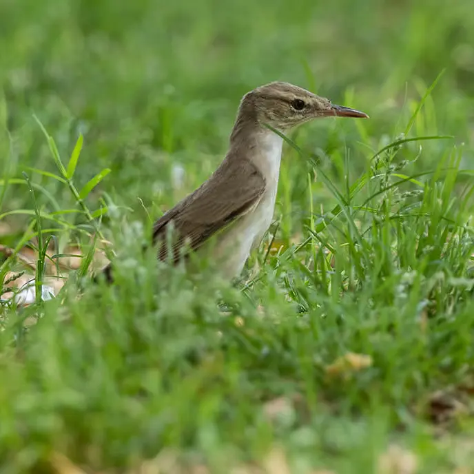 Basra Reed Warbler Acrocephalus griseldis