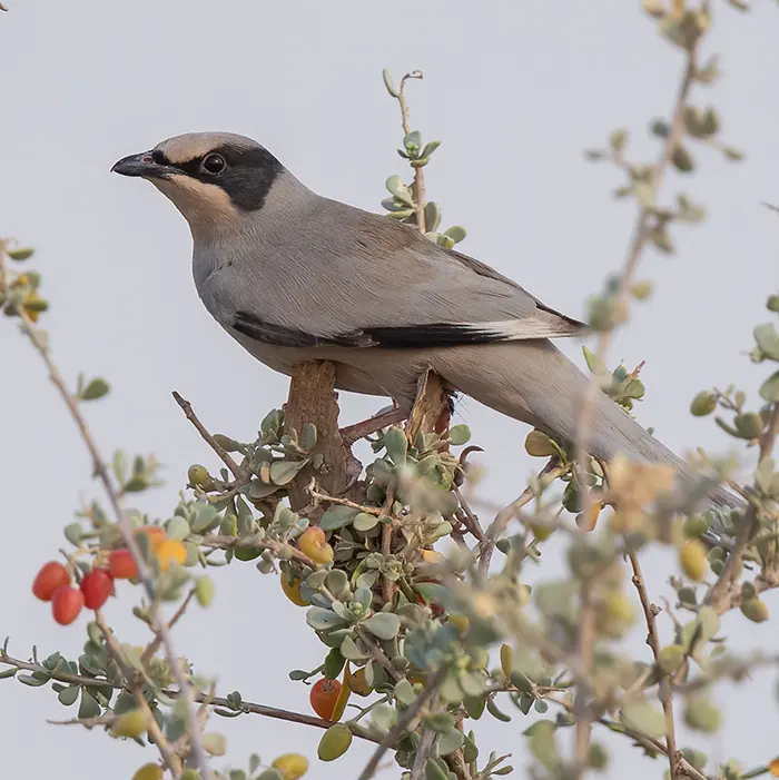 Hypocolius Hypocolius ampelinus سُوَيْدَاءٌ