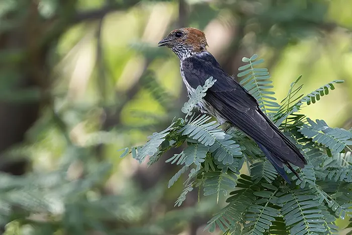 Lesser Striped Swallow Cecropis abyssinica