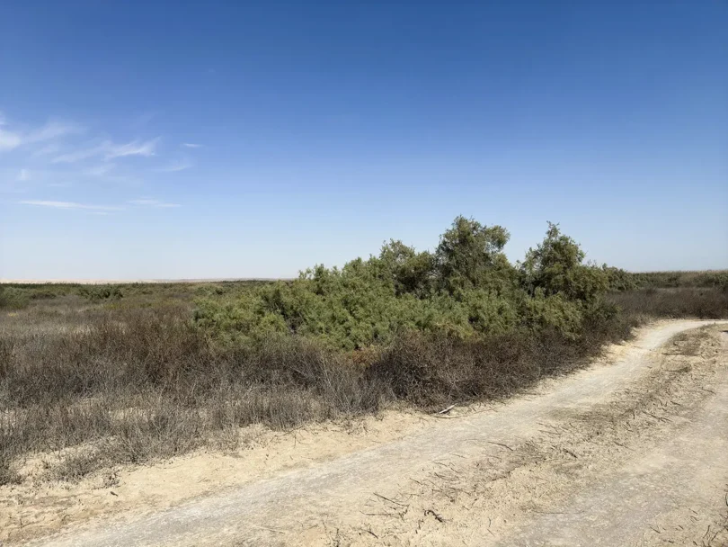 Jahra Reserve in winter