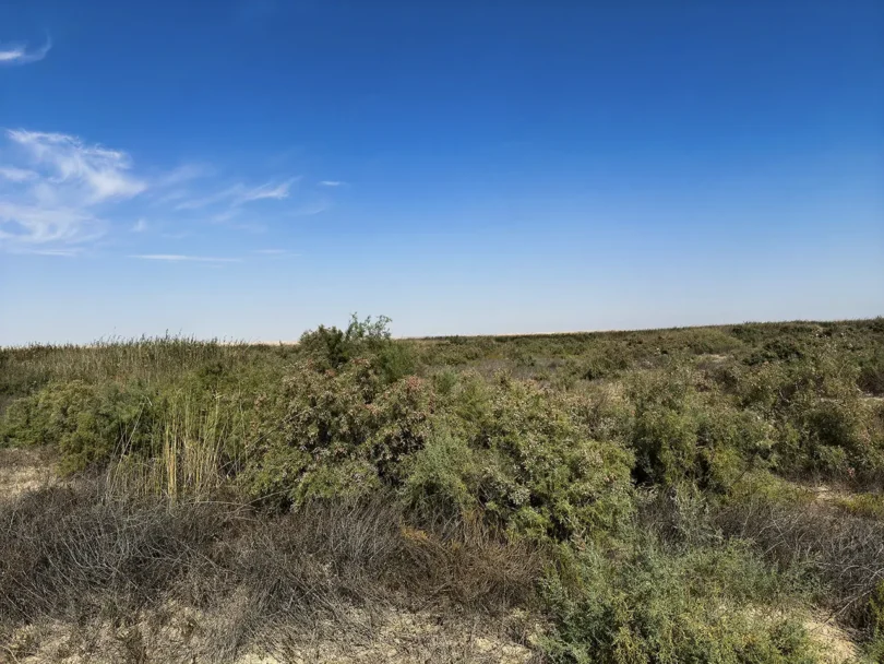 Jahra Reserve in winter showing native tamarisk bushes