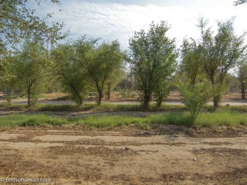 Abraq Al-Habari Farm