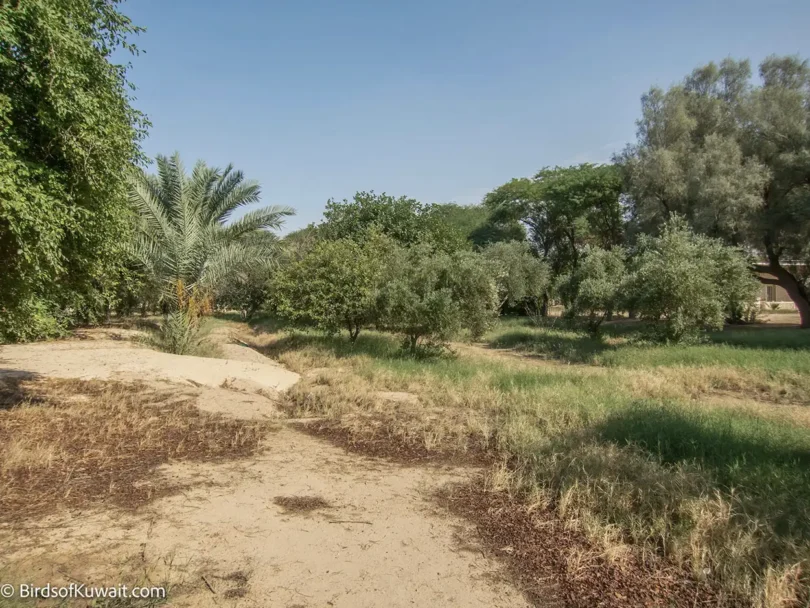 Abraq Al-Habari Farm