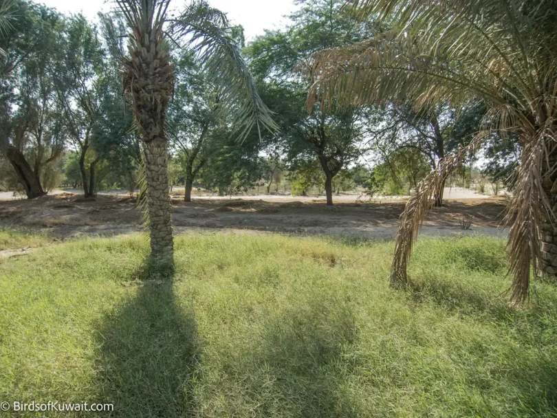 Abraq Al-Habari Farm