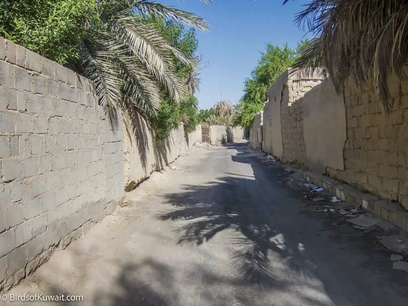The track to Jahra Farms