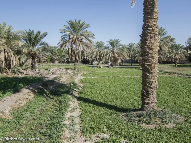 Jahra Farms