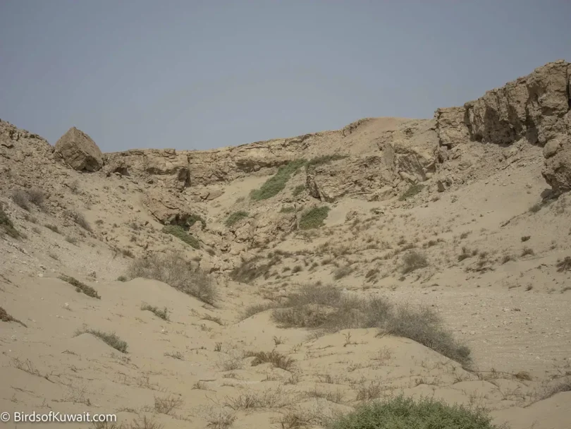 Sabah Al Ahmad Nature Reserve