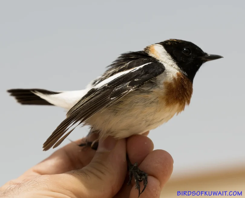 Byzantine Stonechat Saxicola maurus variegatus