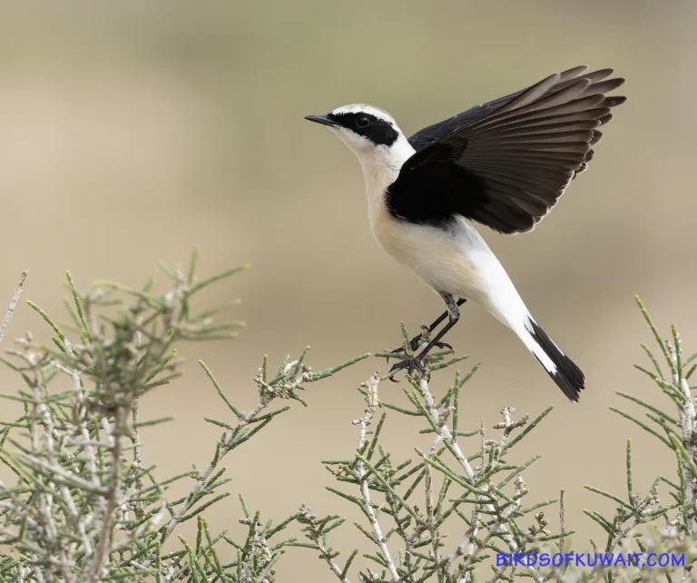 Eastern Black-eared Wheatear Oenanthe melanoleuca