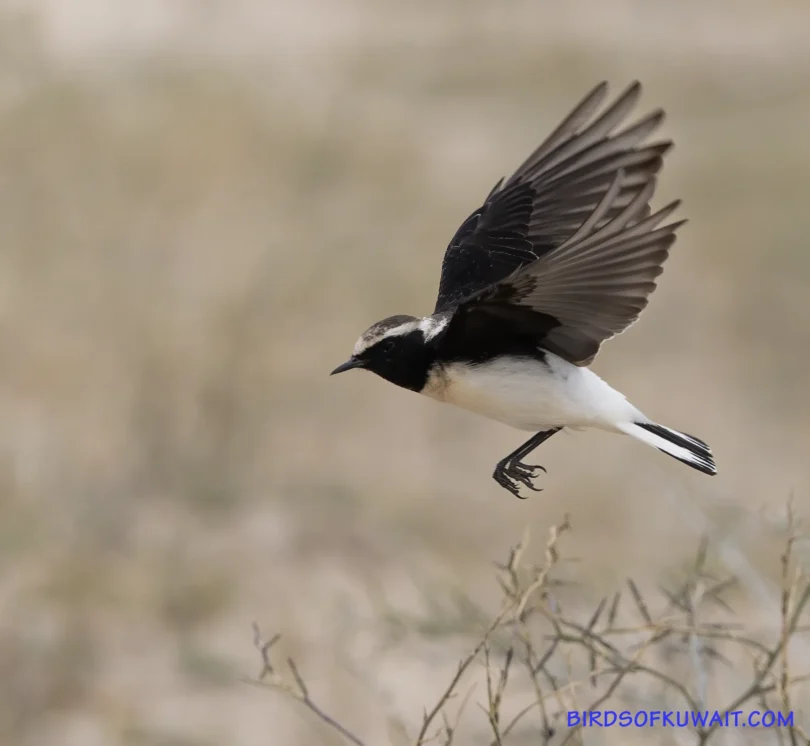 Pied Wheatear Oenanthe pleschanka