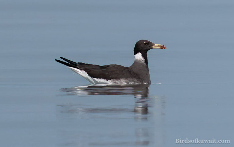 Sooty Gull Ichthyaetus hemprichii