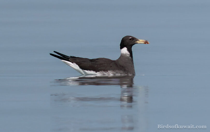 Sooty Gull Ichthyaetus hemprichii