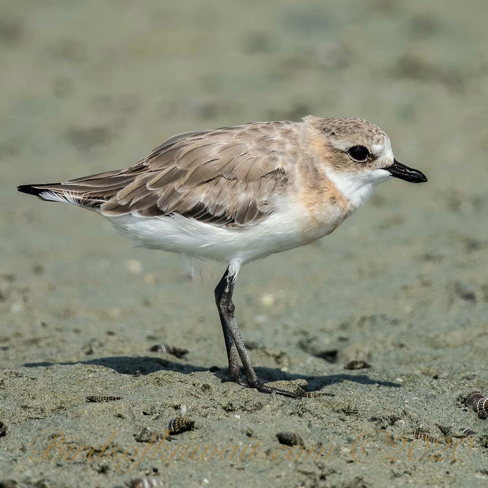 In Winter Bird Watching Tours the Tibetan Sand Plover is hard to miss