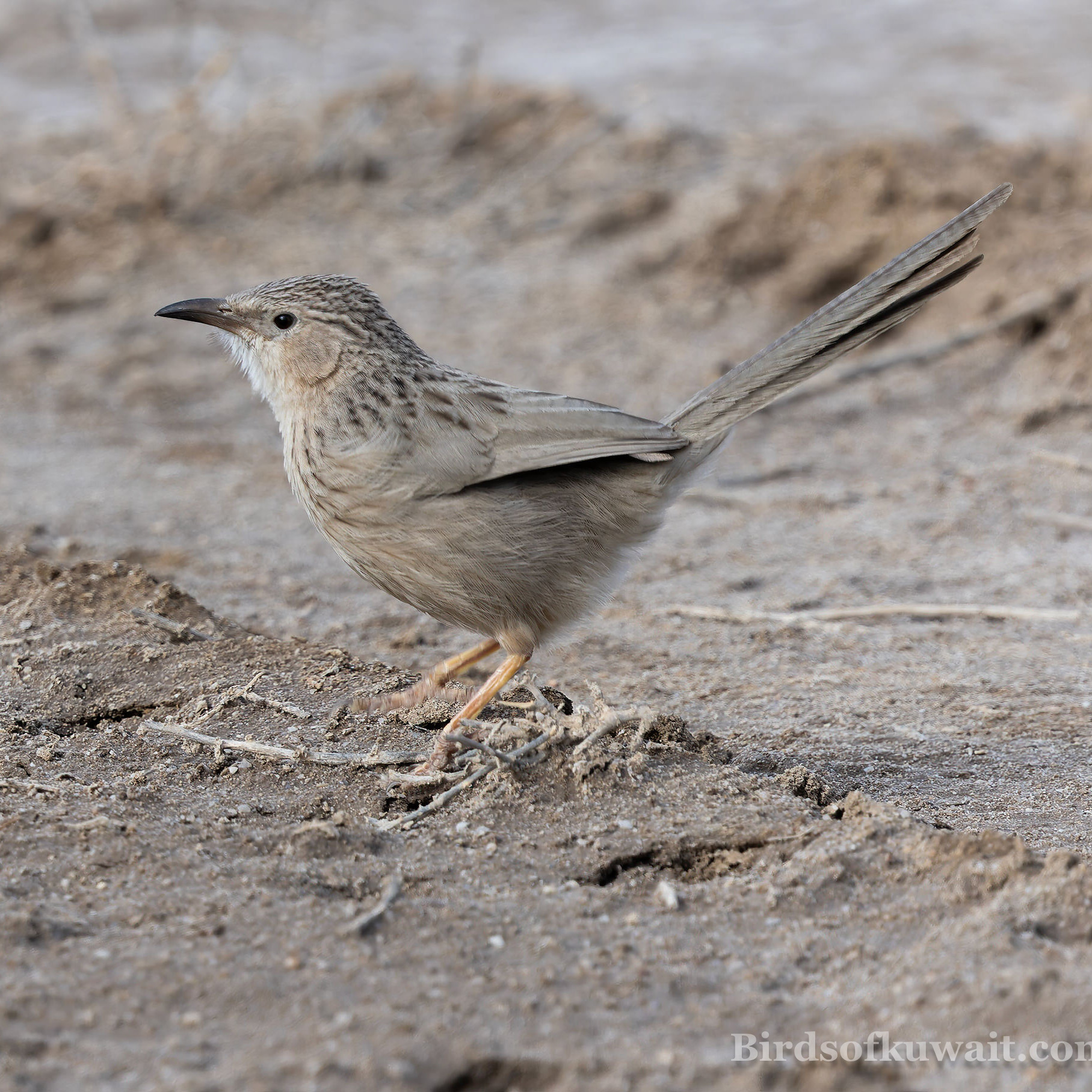 Afghan Babbler, a target species on winter bird watching tours Kuwait