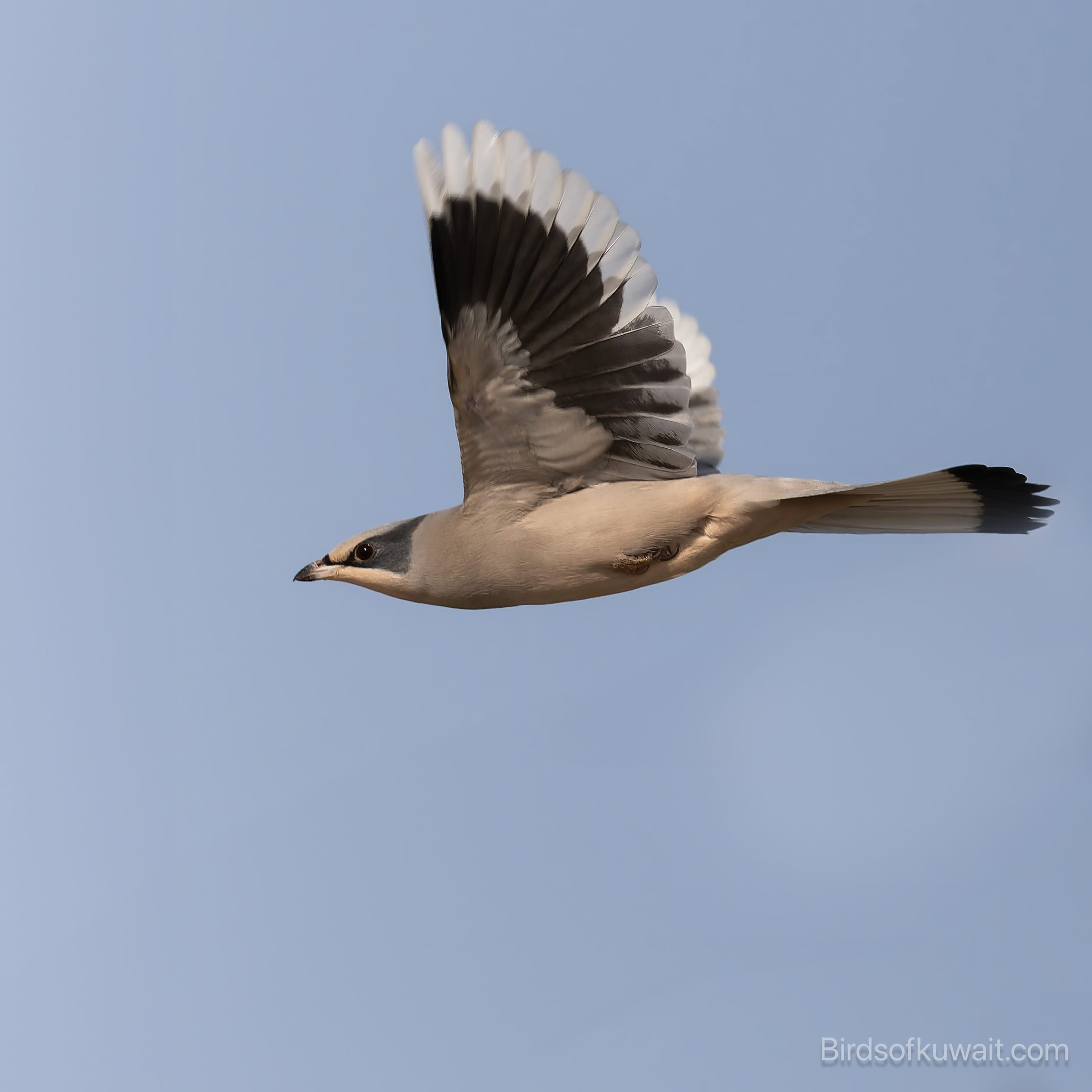 In Winter Bird Watching Tours the Hypocolius is hard to miss