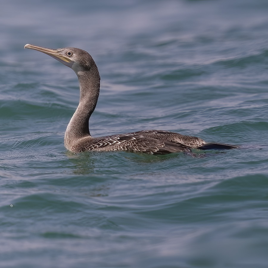 Spring bird watching tours in Kuwait offers the best chance to see the Socotra Cormorant Phalacrocorax-nigrogularis in the Western Palearctic