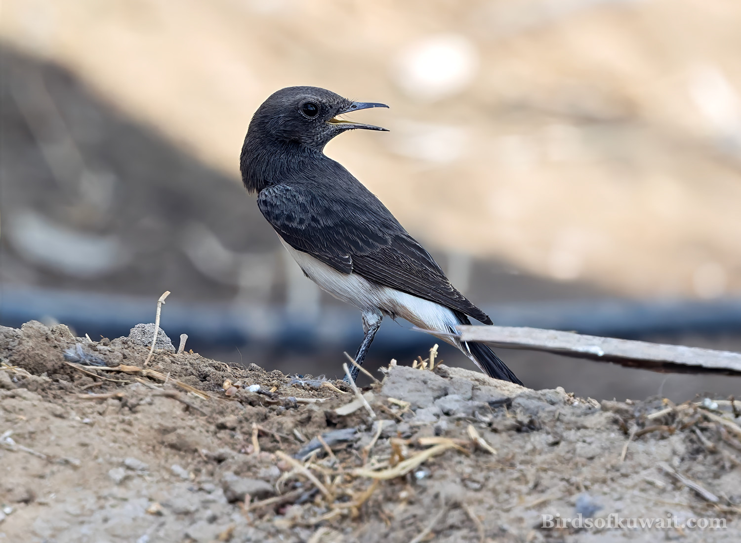 Variable Wheatear at Mutla'a Ranch