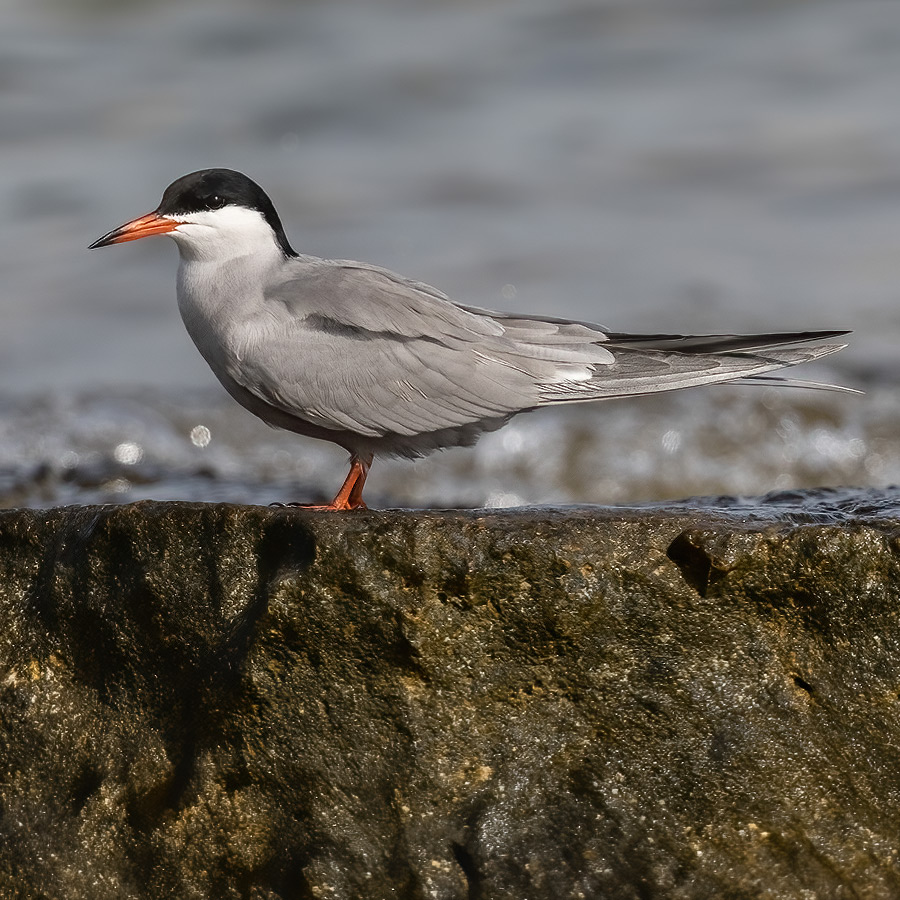 Spring bird watching tours in Kuwait offers the best chance to see the White-cheeked Tern Sterna repressa
