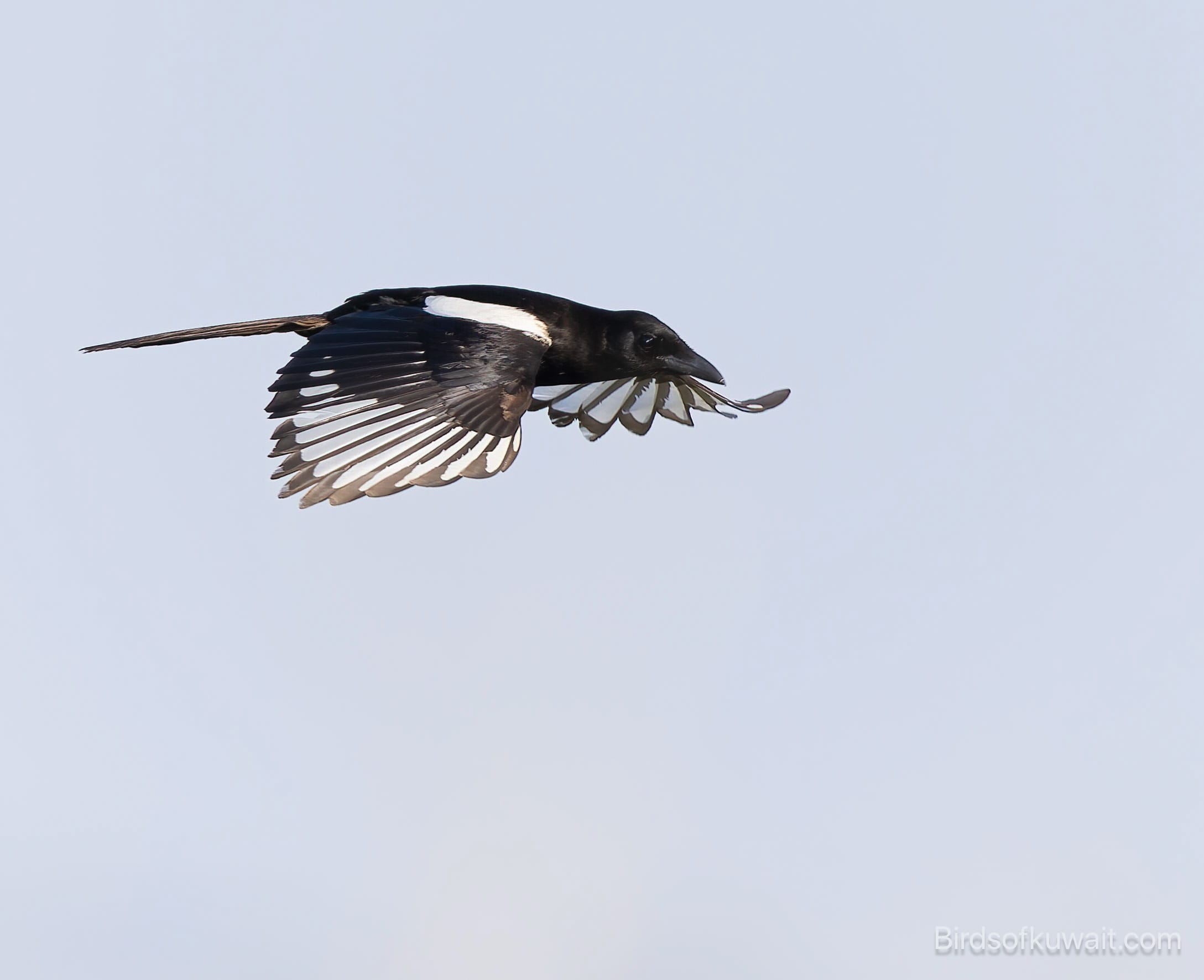 Asir Magpie Pica asirensis