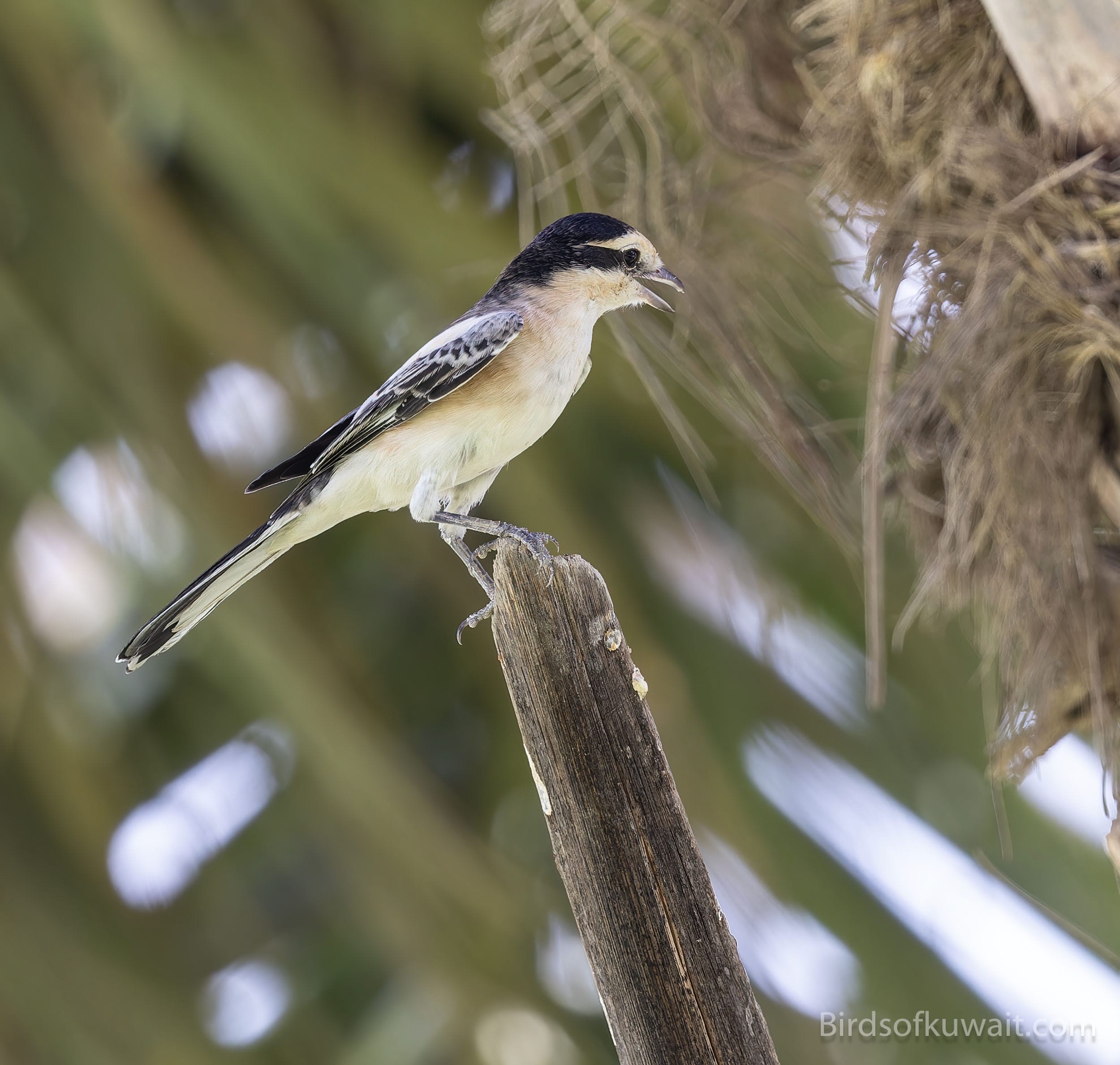 Masked Shrike Lanius nubicus