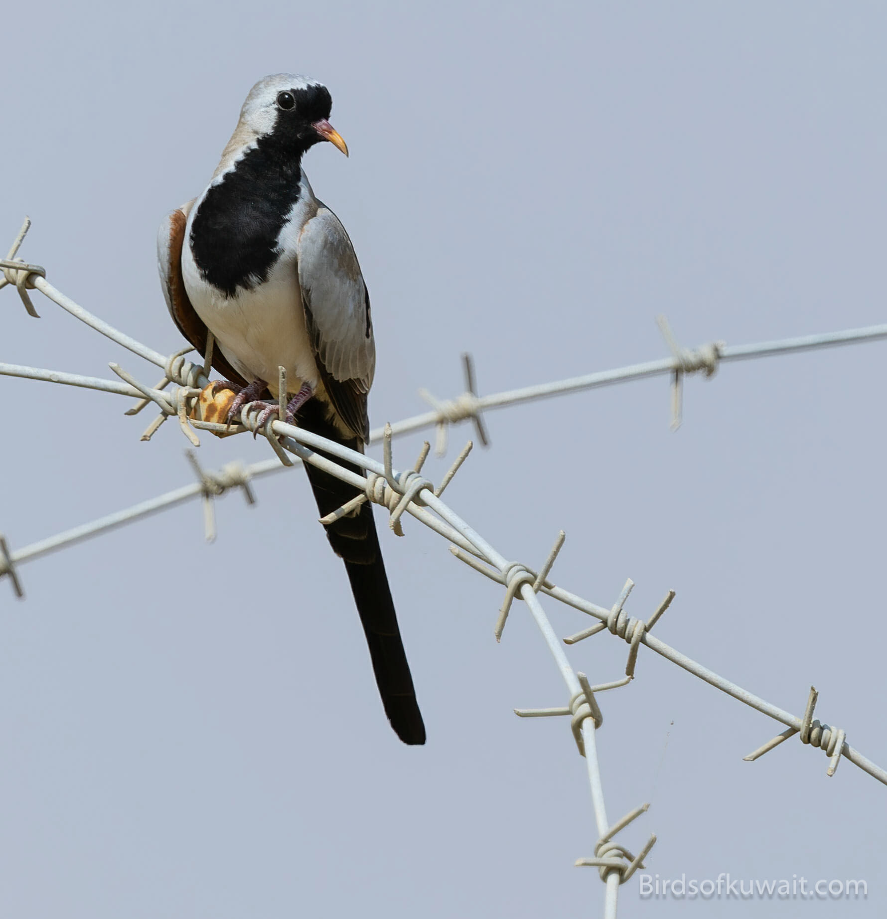Namaqua Dove Oena capensis