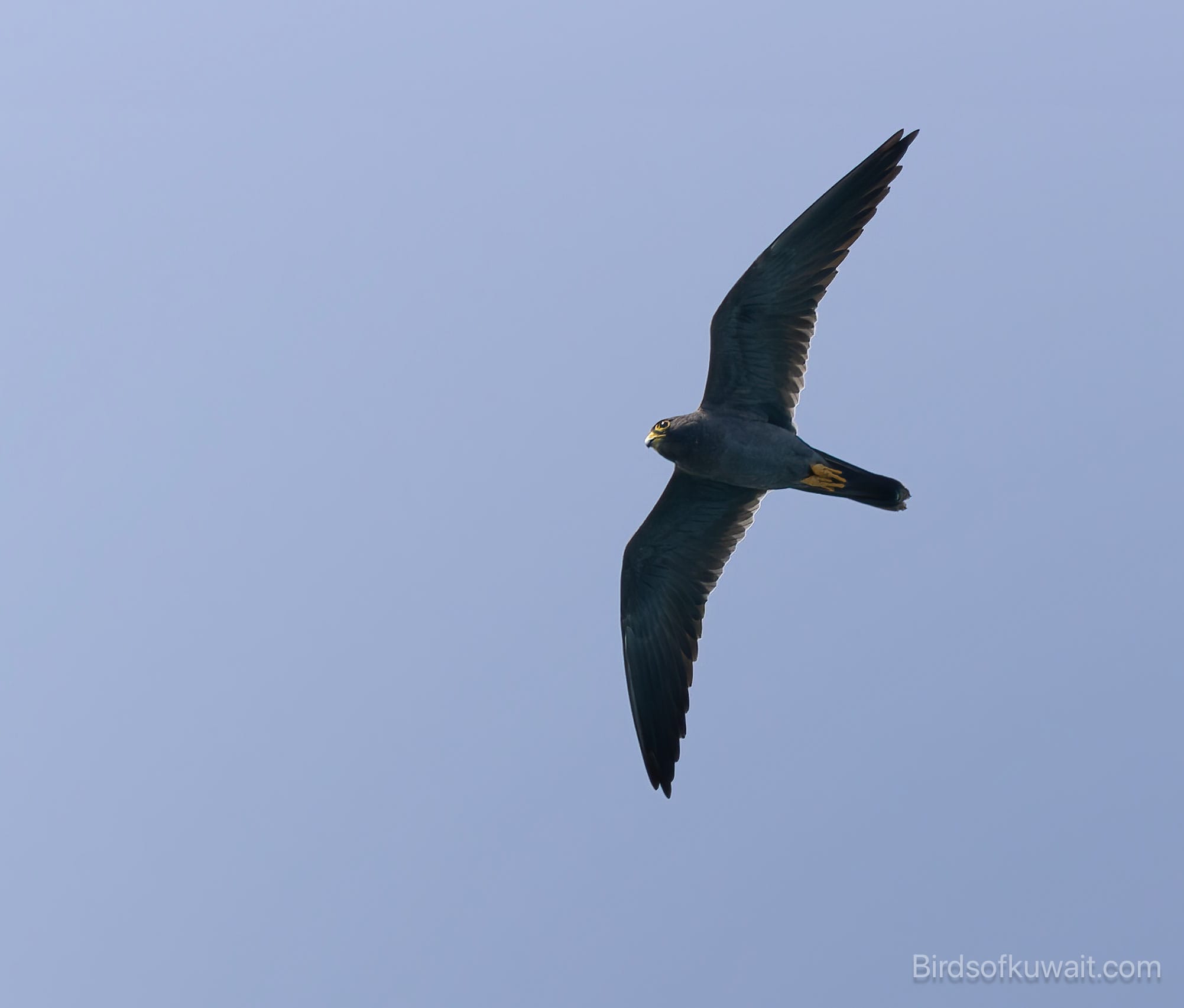 Sooty Falcon falco concolor