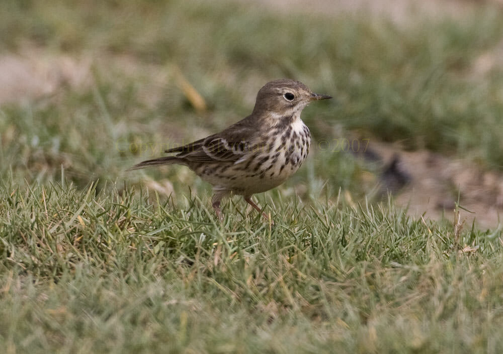 Buff-bellied Pipit