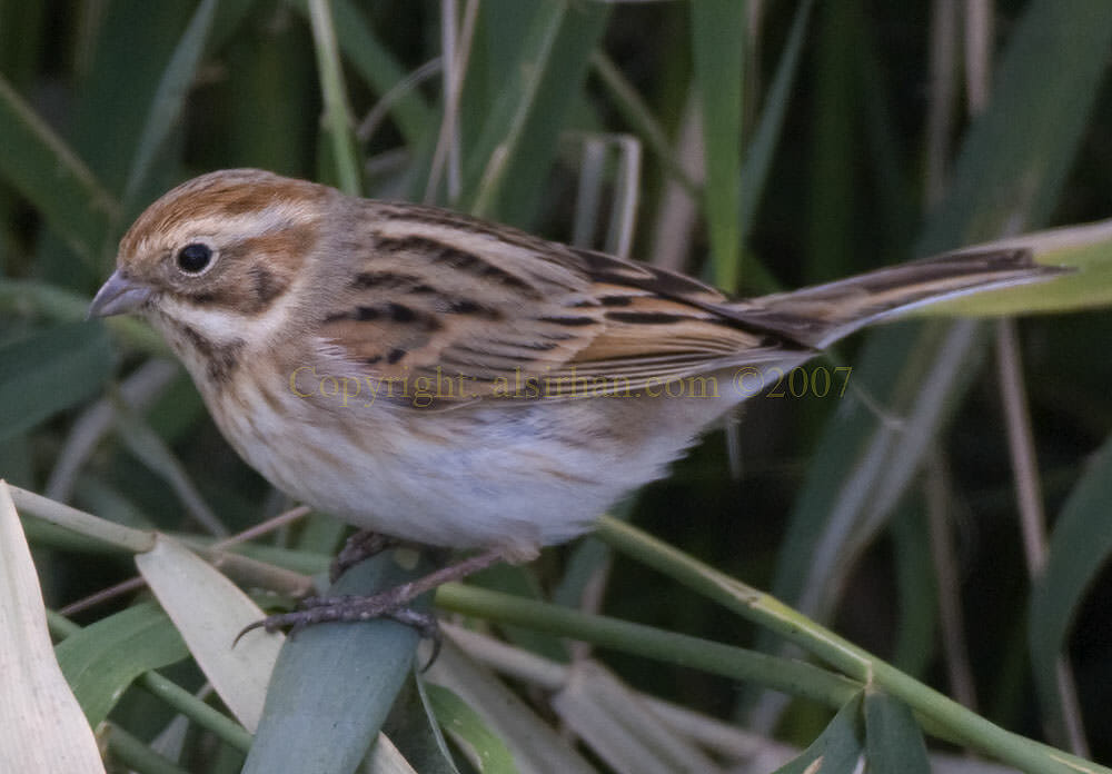 Common Reed Bunting Emberiza schoeniclus