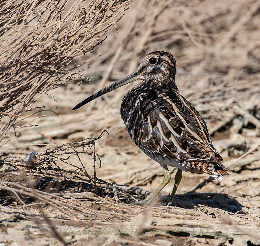 Common Snipe on ground