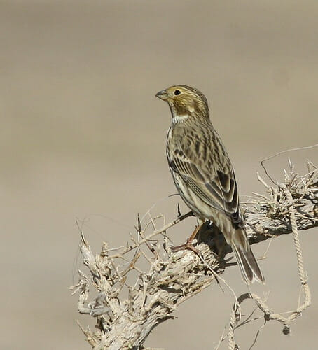 Corn Bunting