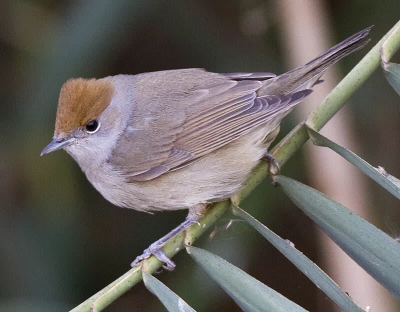 Eurasian Blackcap Sylvia atricapilla