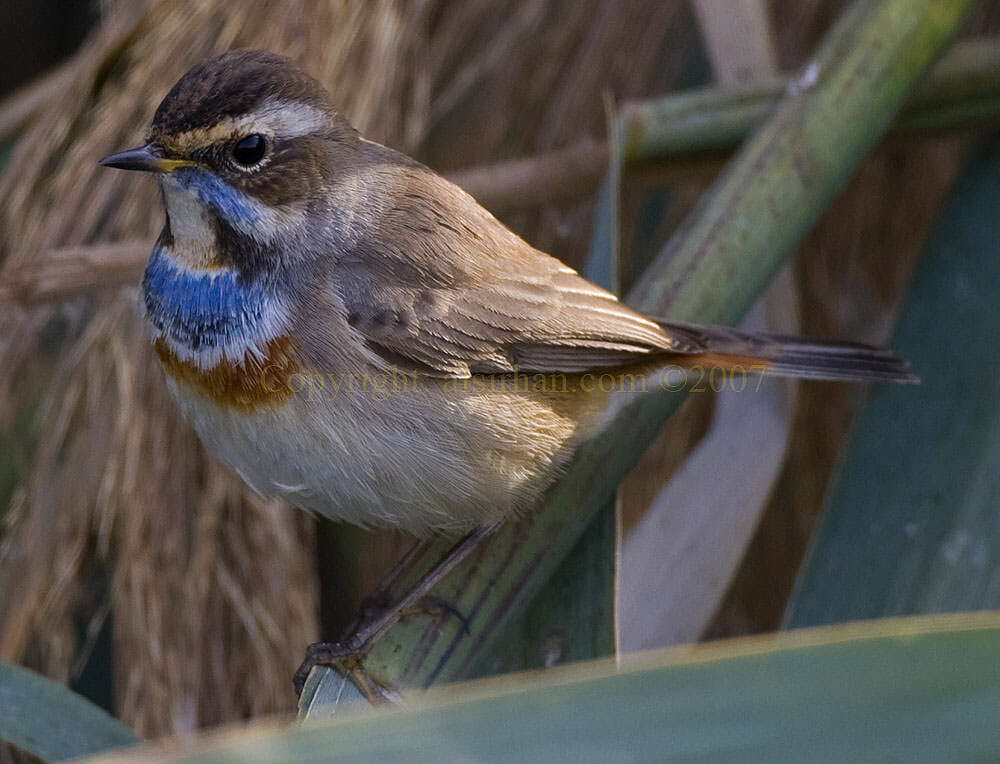 Bluethroat Luscinia svecica