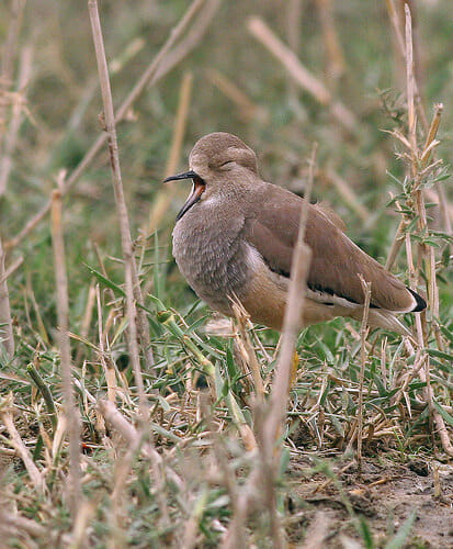 White-tailed Lapwing