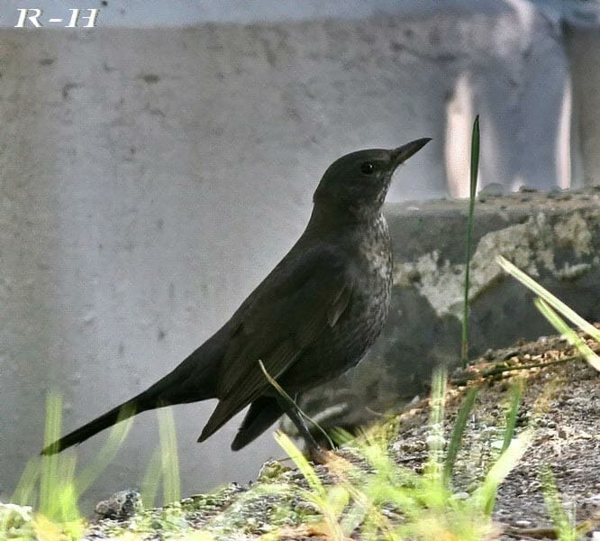 Blackbird