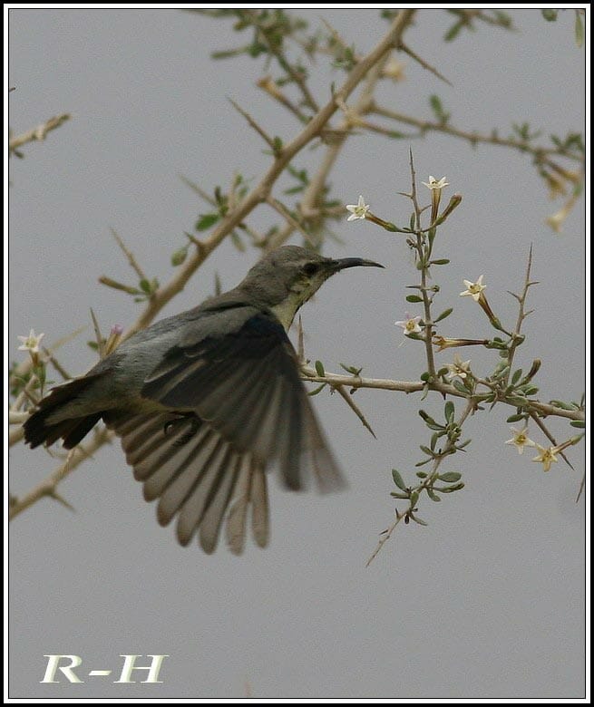 Purple Sunbird