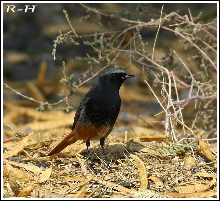 Black Redstart