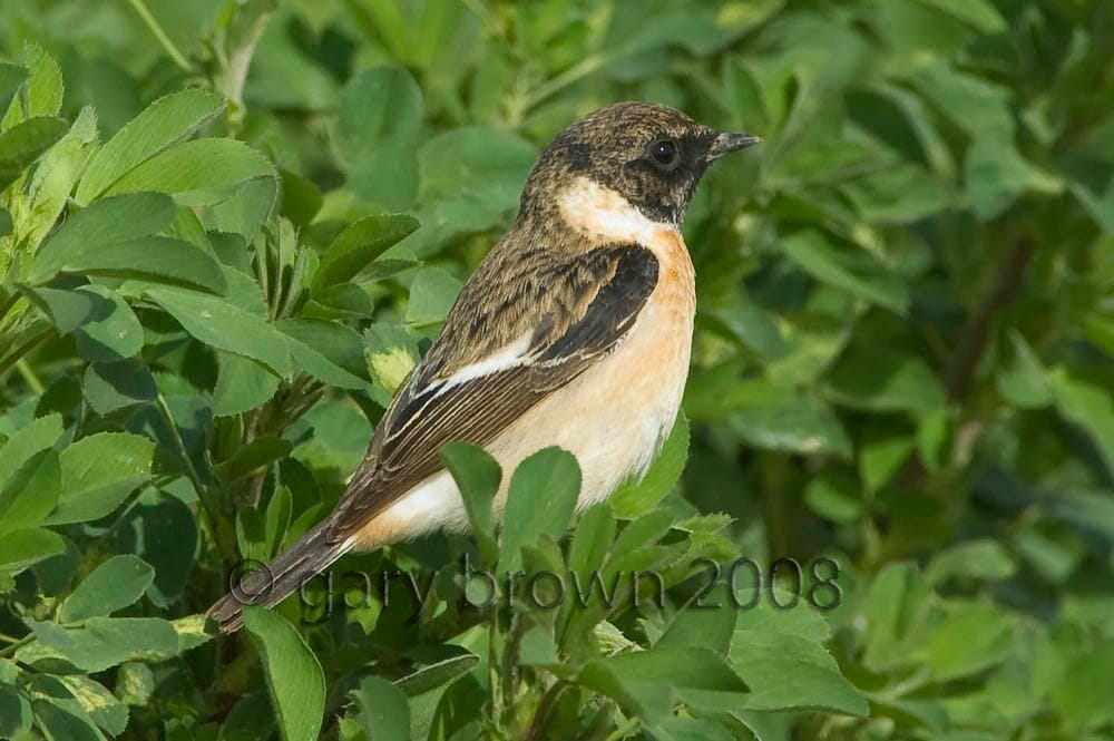 Caspian Stonechat