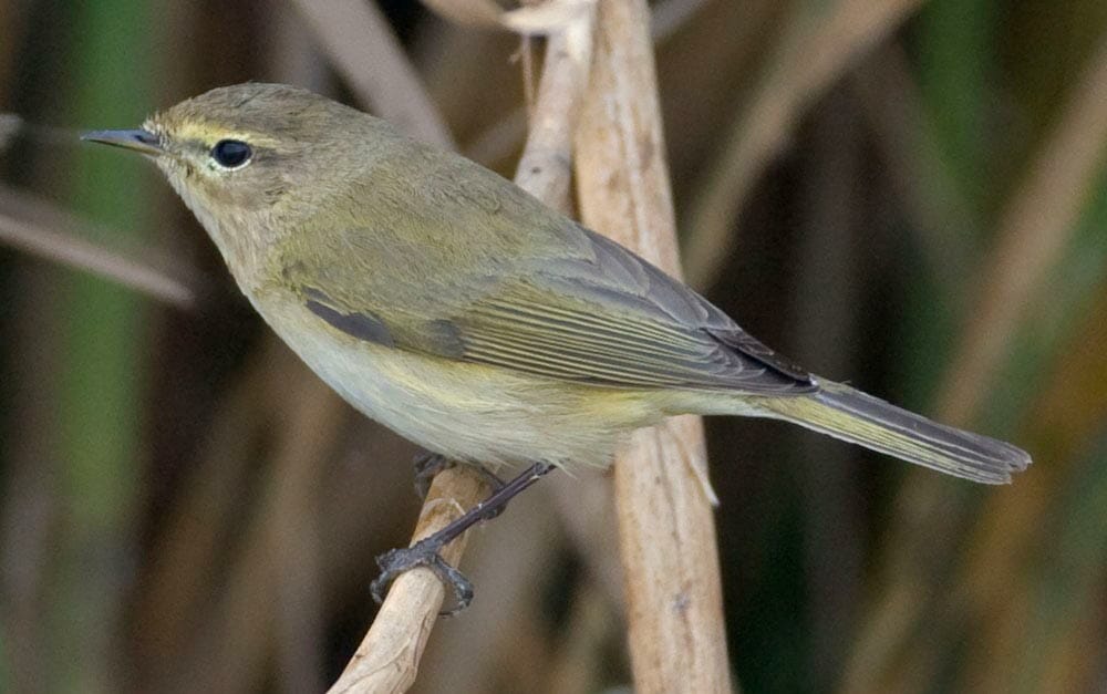 Common Chiffchaff Phylloscopus collybita