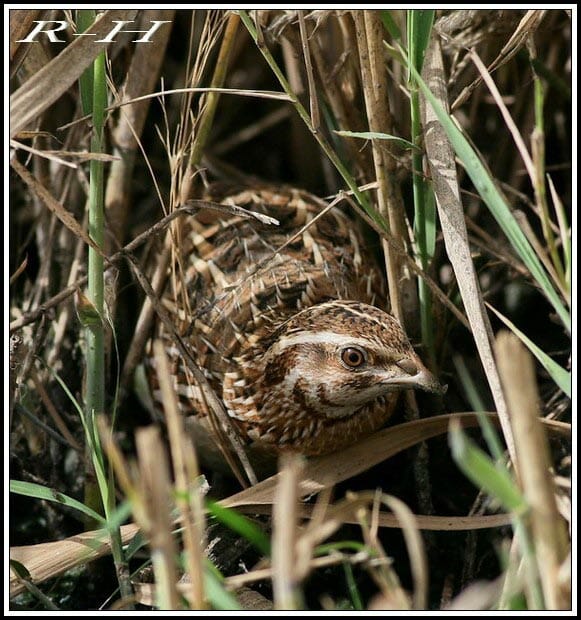 Common Quail Coturnix coturnix
