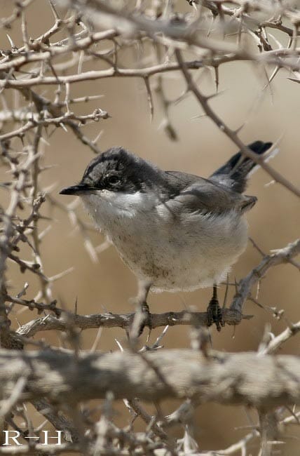 Orphean Warbler