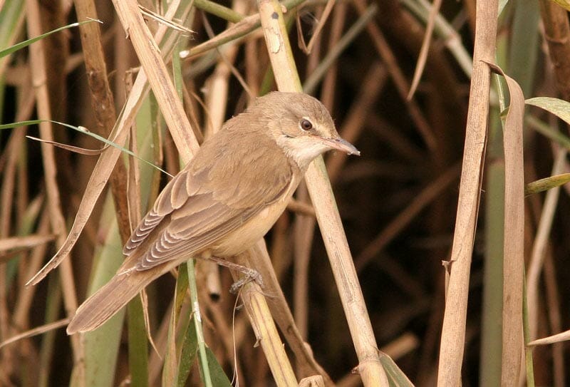 Great Reed Warbler